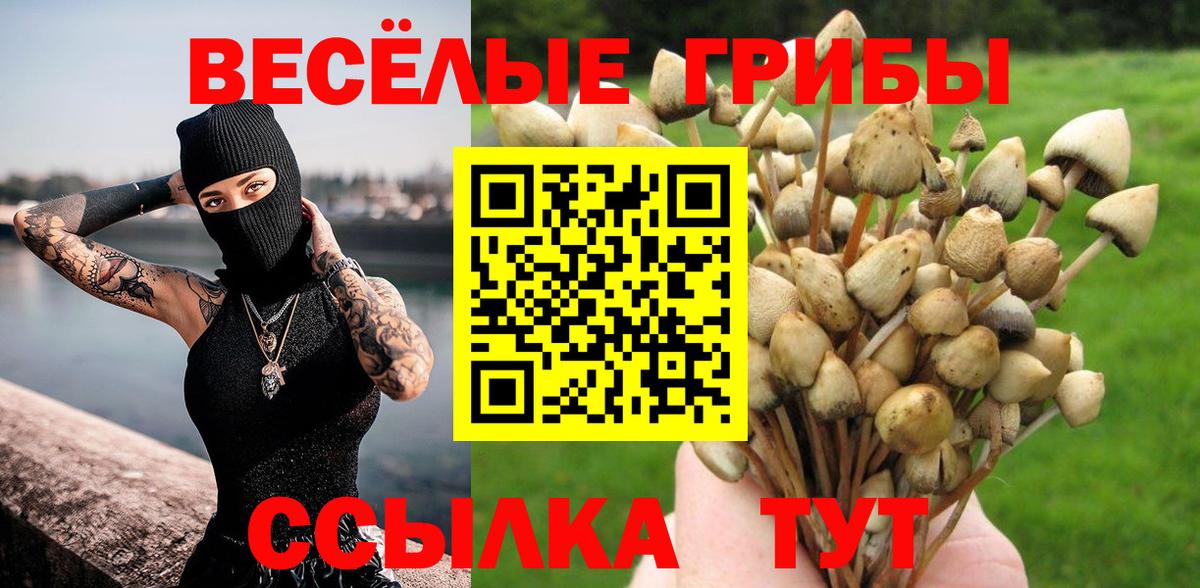Псилоцибиновые грибы Psilocybe Бахчисарай